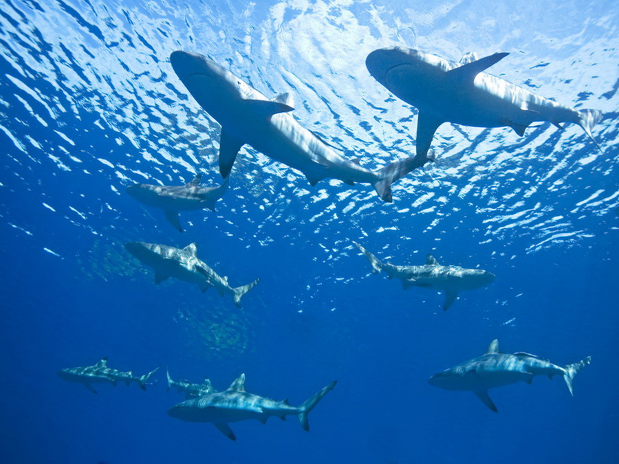 Sharks in ocean