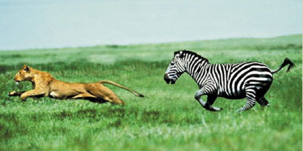 Zebra Chasing Lion